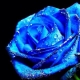 anita蓝玫瑰