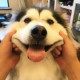 清春演绎