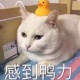 woainixjp