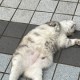 真喝不下了