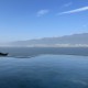 僵尸鹦鹉