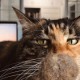 二猫猫