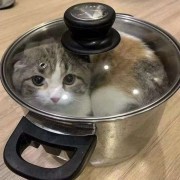 猫猫猪是什么猪？