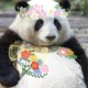 葡萄有颗牙