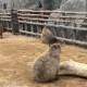 车厘子蛋糕