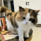 时不时拍蚊子的熊猫